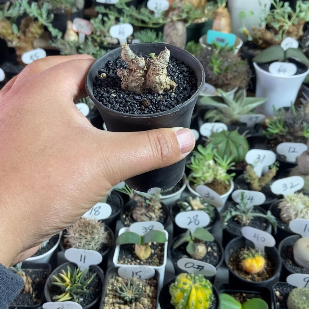 薛辉圣塔一物一拍