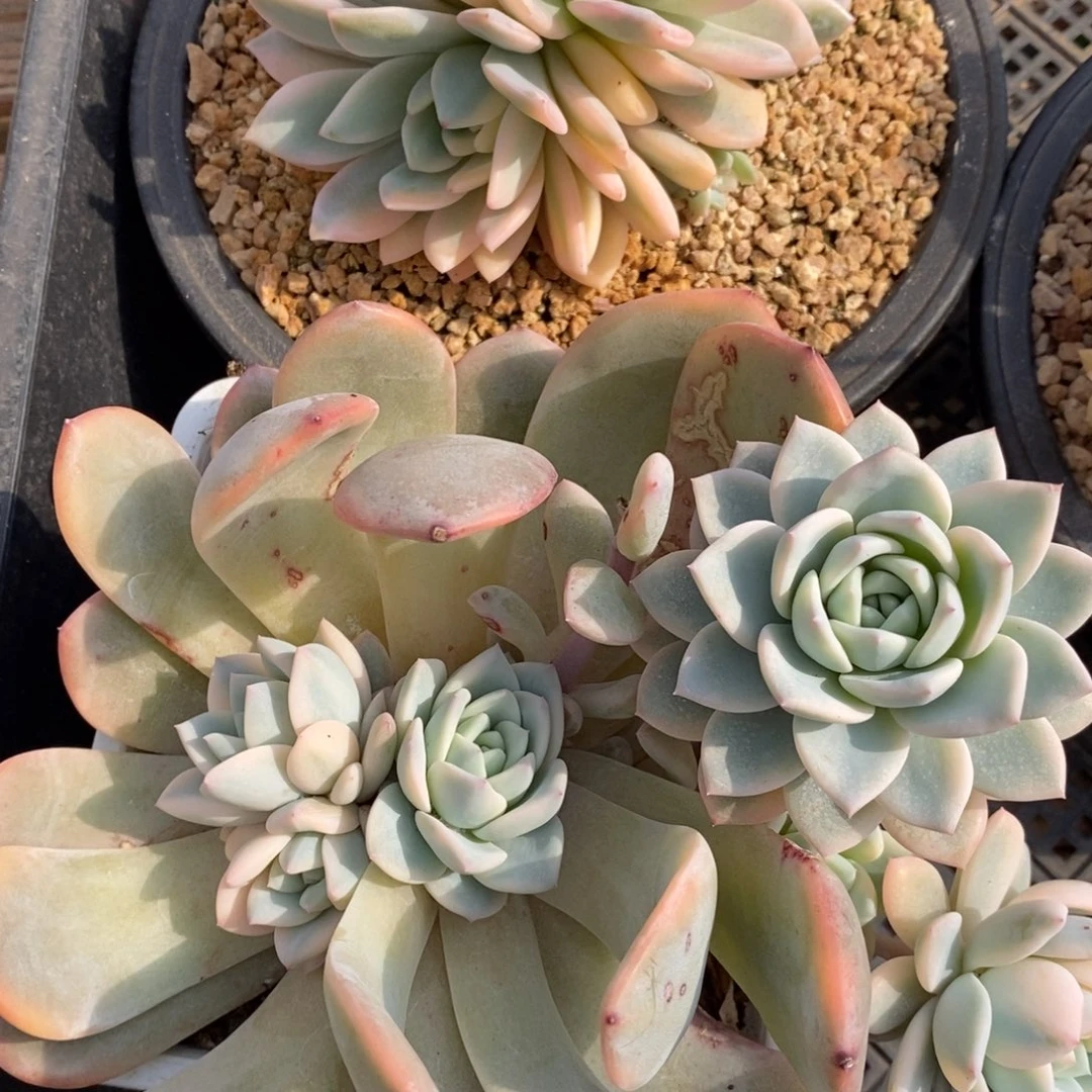 兜****）梦露锦多肉植物