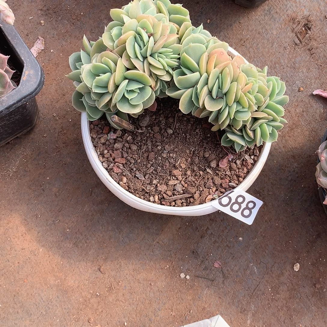 688 一物一拍多肉