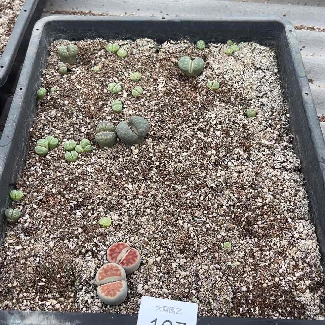 清框脱土发无售后默认有疤。 167