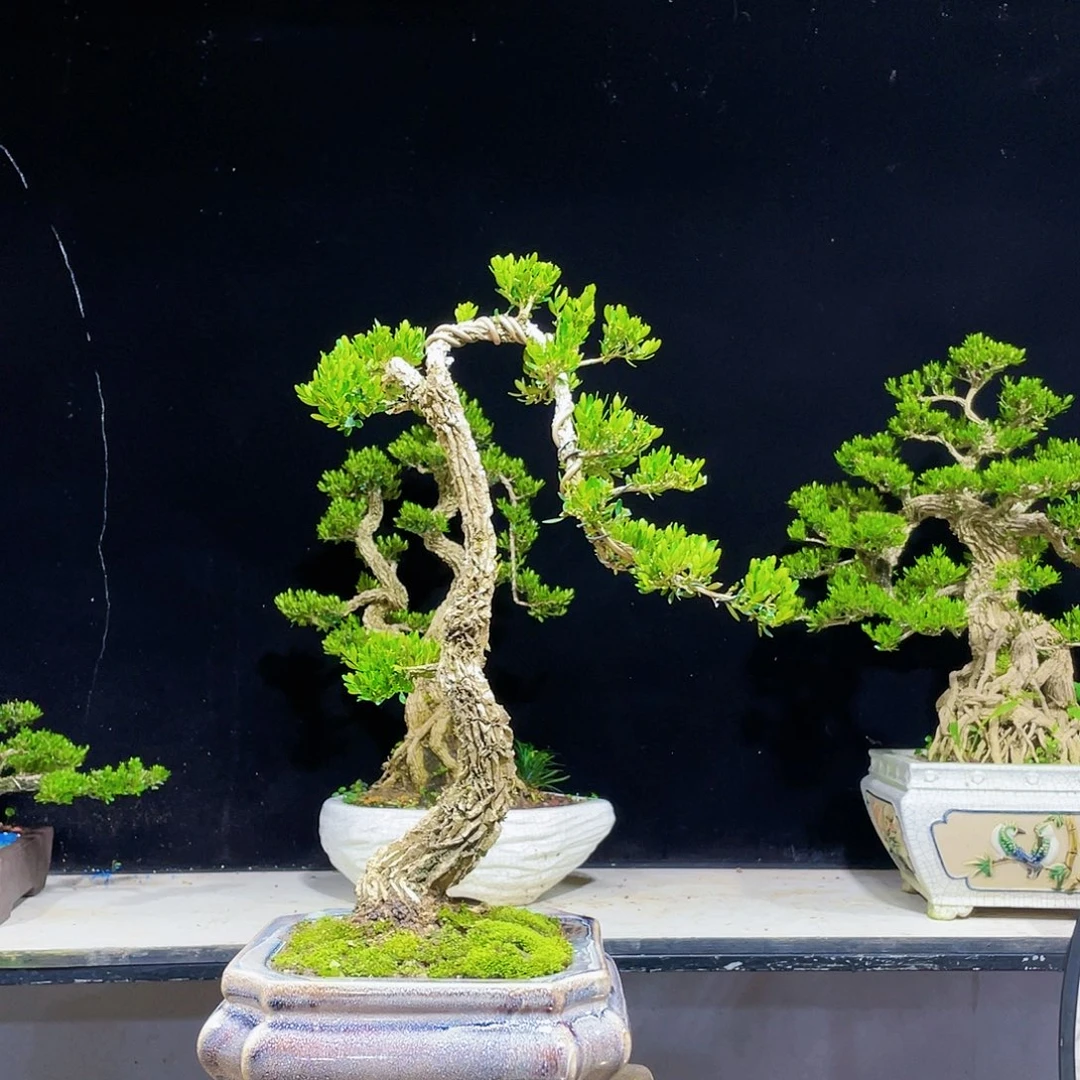疙*花黄杨盆景四季常青