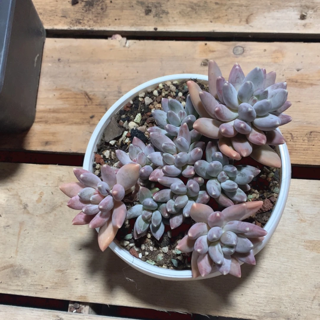 多肉植物多肉植物松果美人