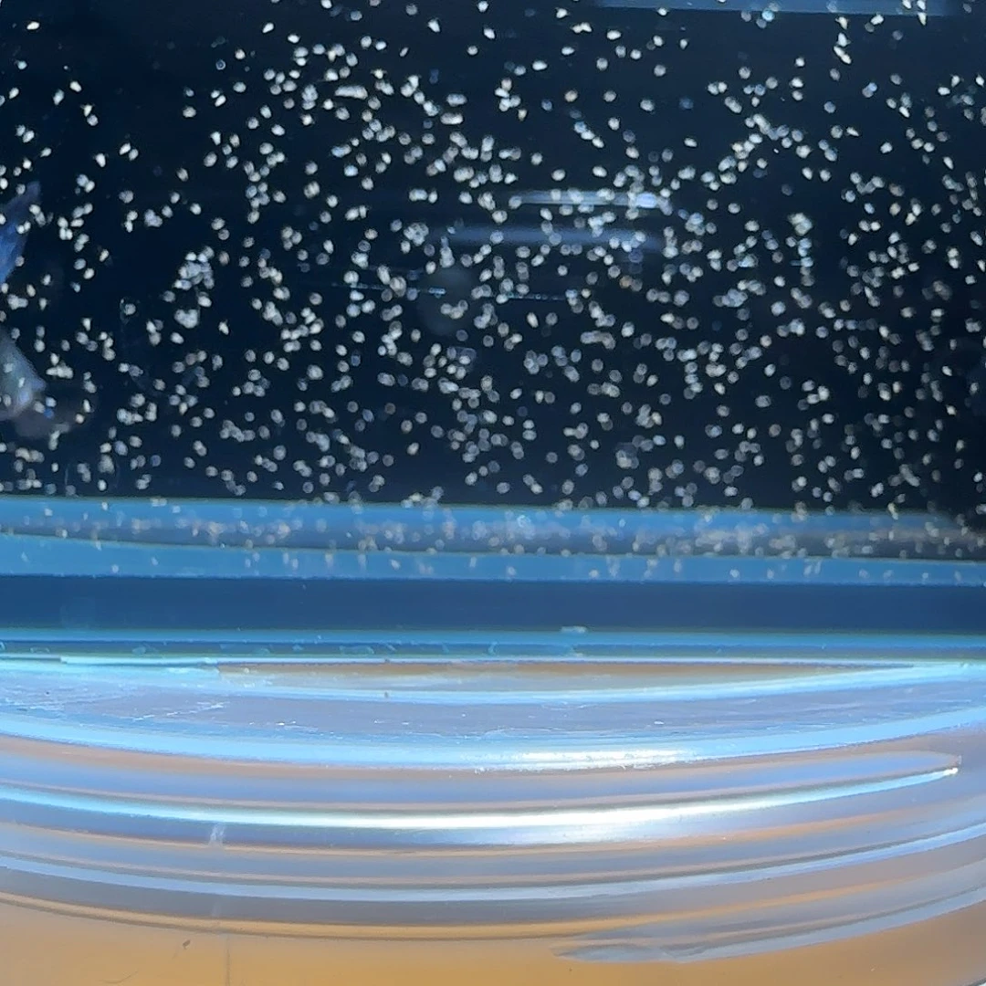 孔雀鱼关注主播参与竞拍