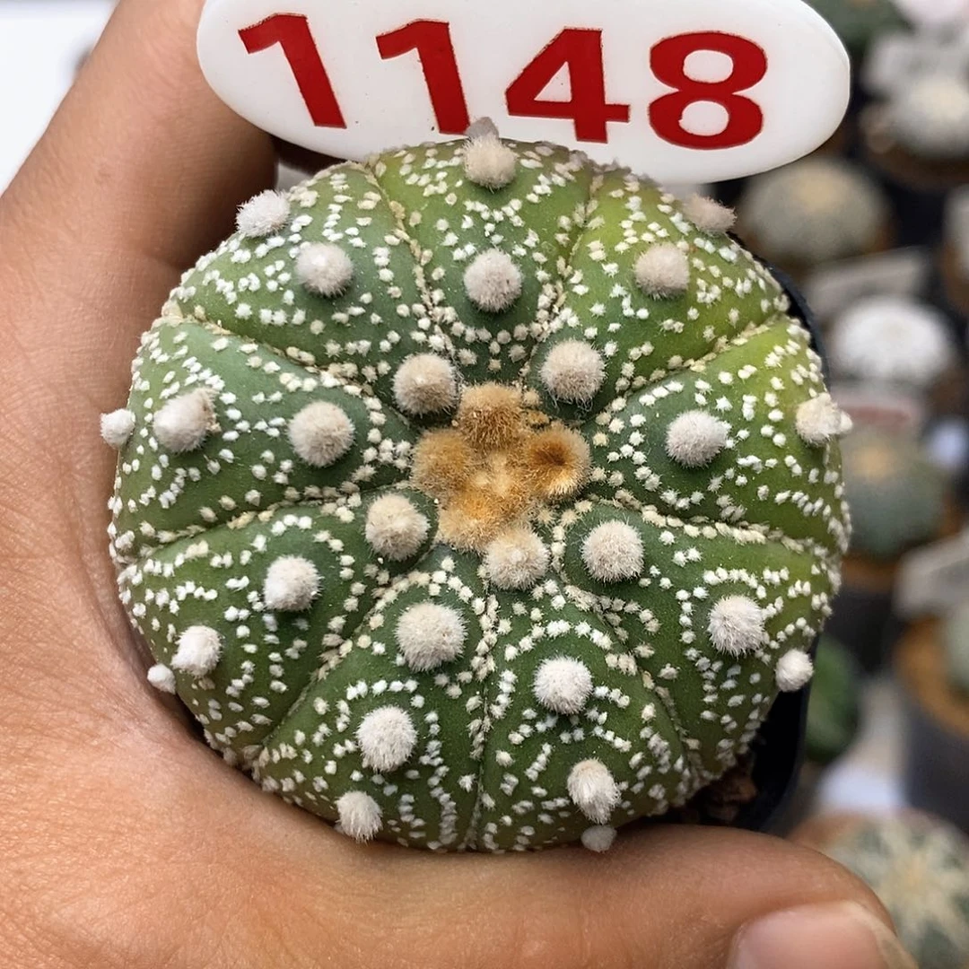 1148九愣福利特价来了啊