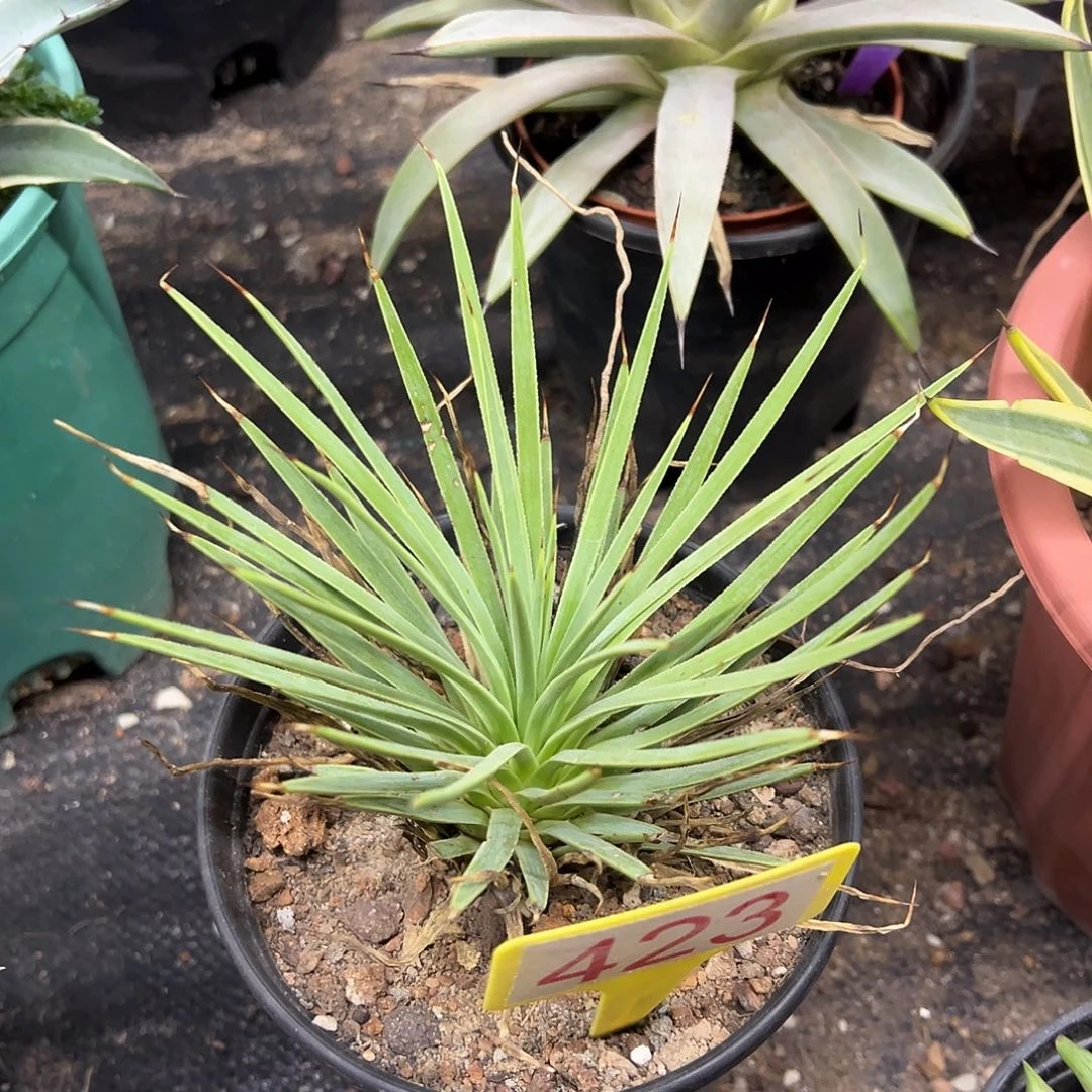 绿姬吹上龙舌兰系列