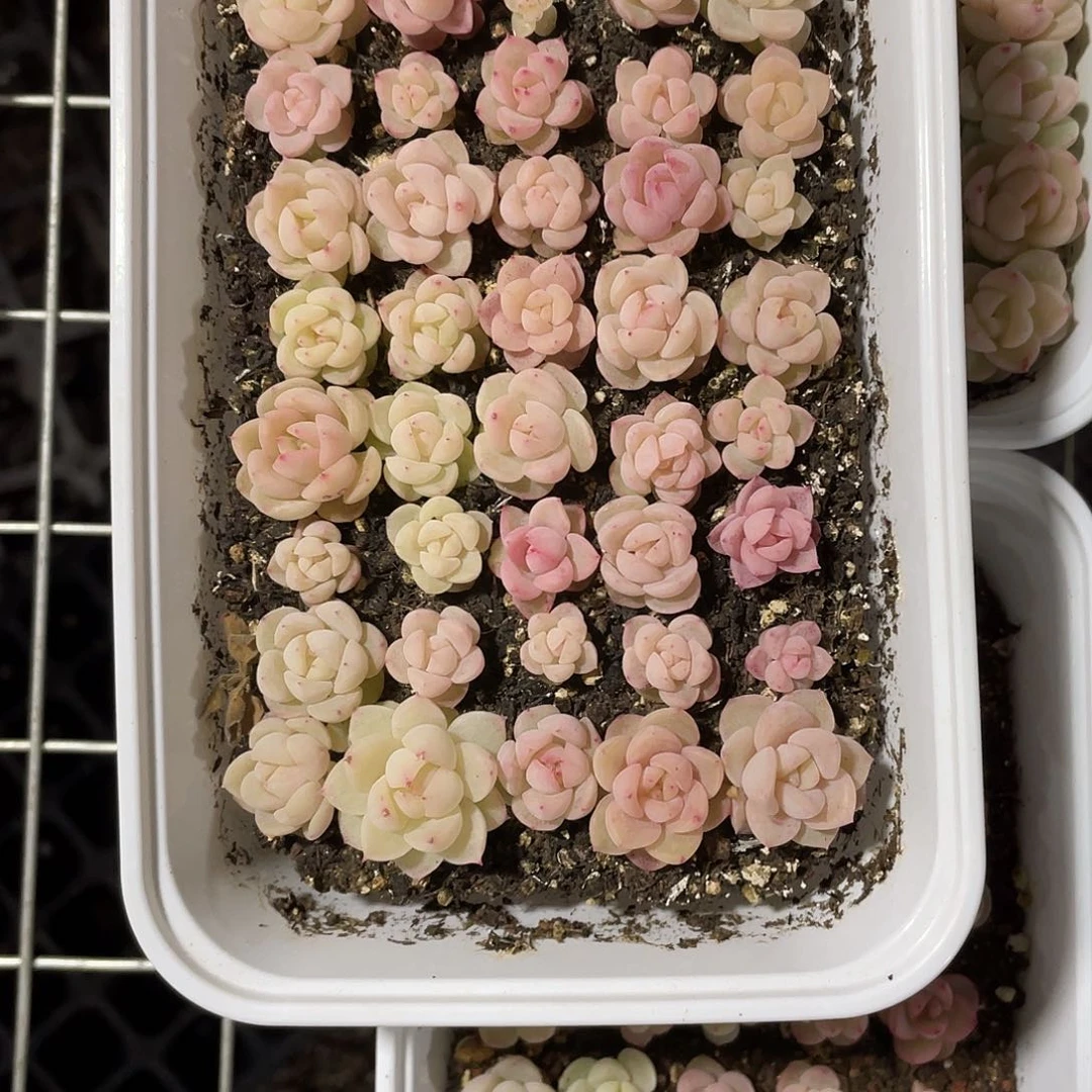 鼠***肉珍妮混一物一拍298