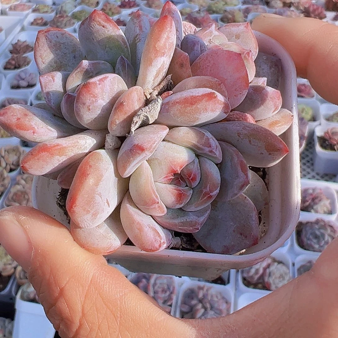 石榴籽群19包邮多肉