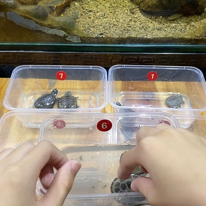 顽***佳西非侧颈龟140一只