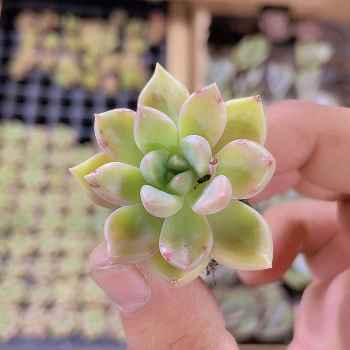 67黄金璀璨精品多肉