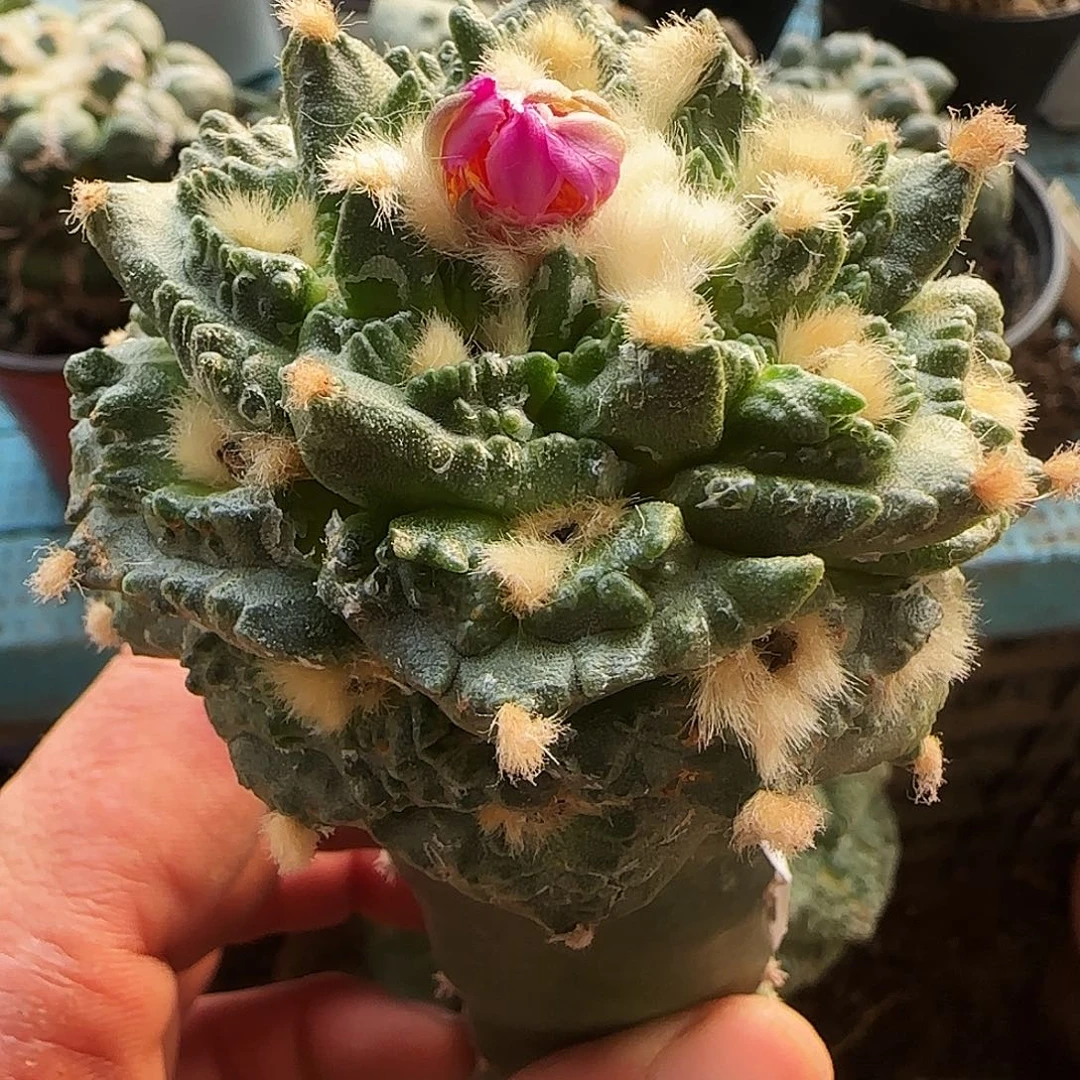 翘尤龟甲210仙人球开花