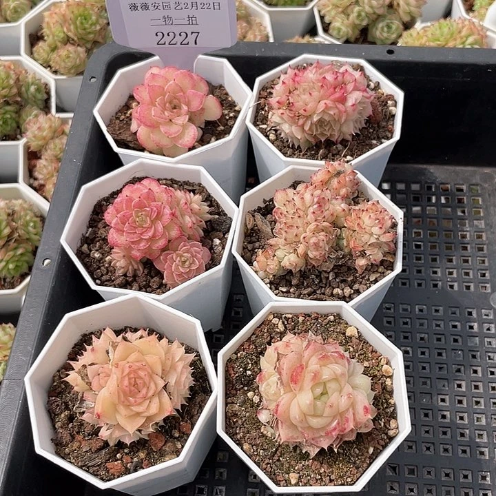 薇薇安园艺多肉2227