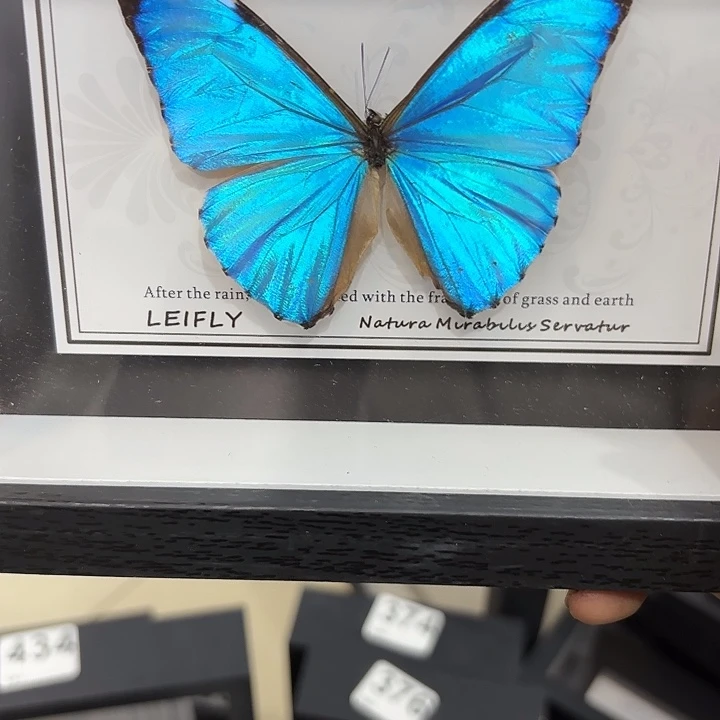 芭***龍蝴蝶标本定制529@