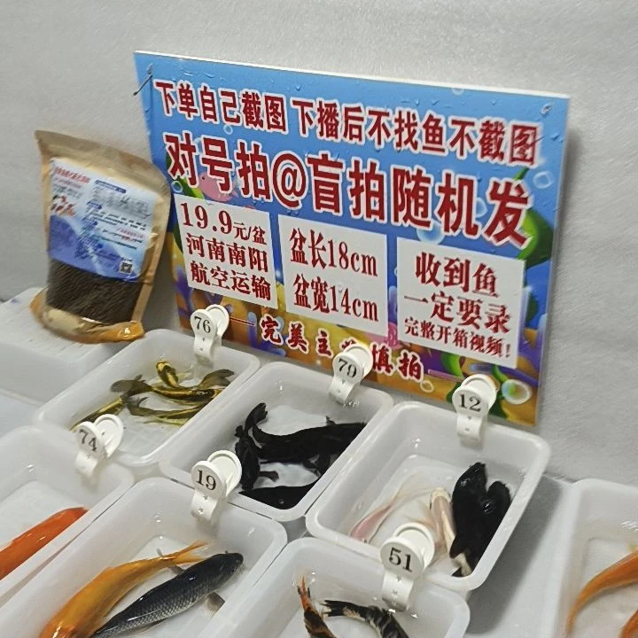 1-100号红白三色观赏锦鲤活鱼冷水淡水金鱼