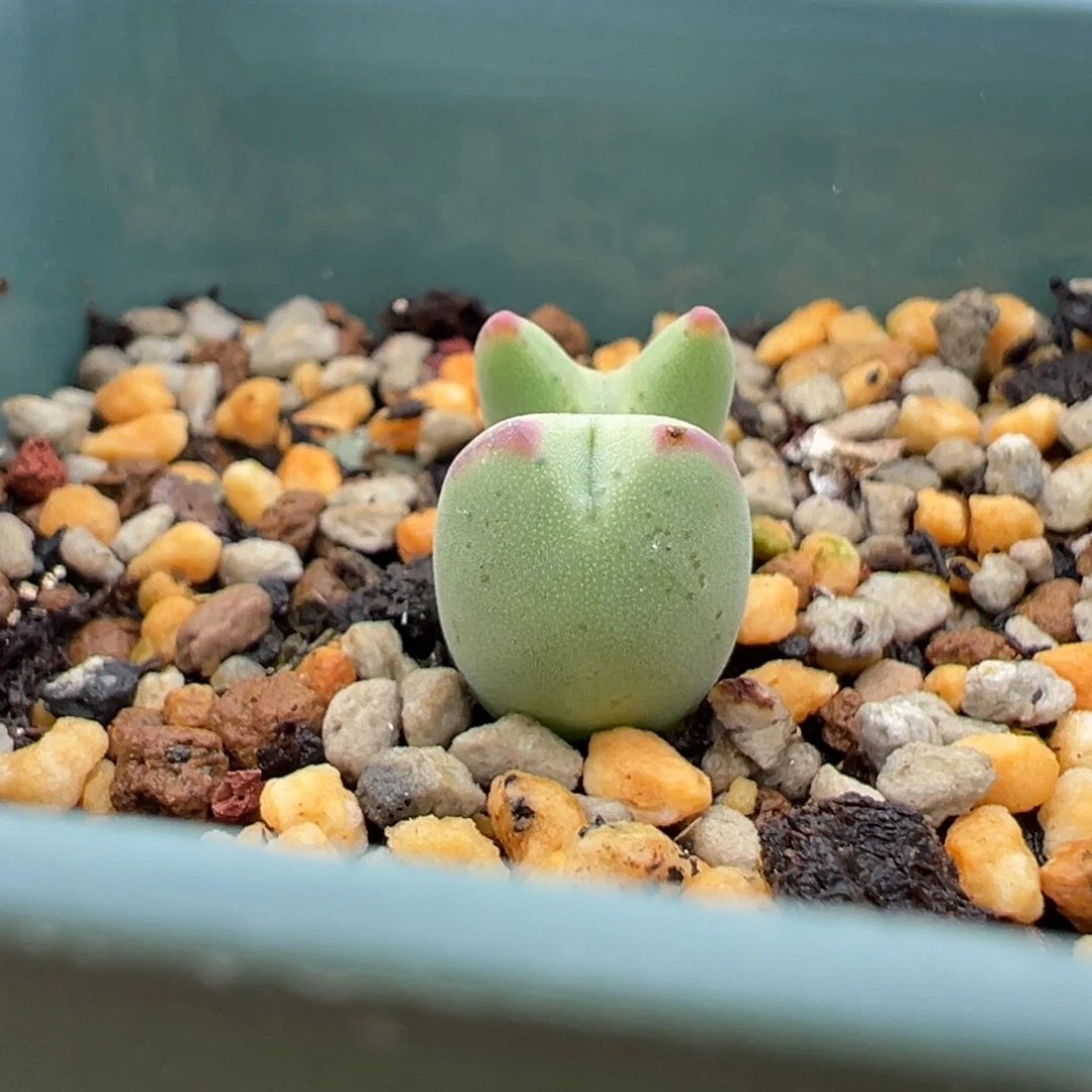 超萌小怪物 肉锥植物