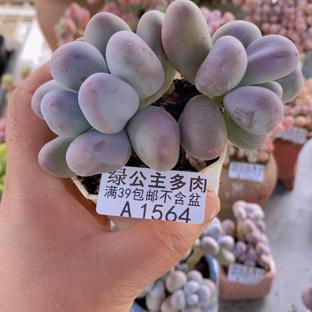米可8cm1564多肉植物