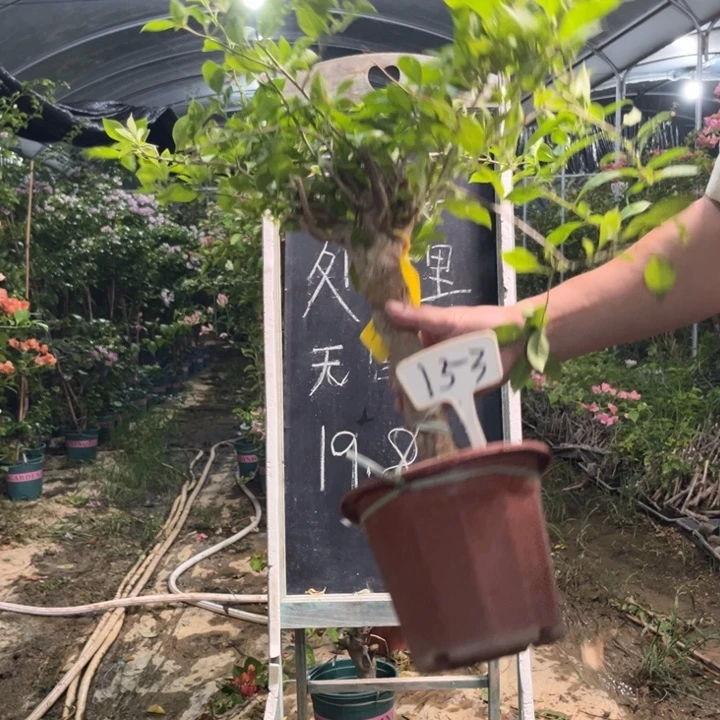 无花朵三角梅三角梅153