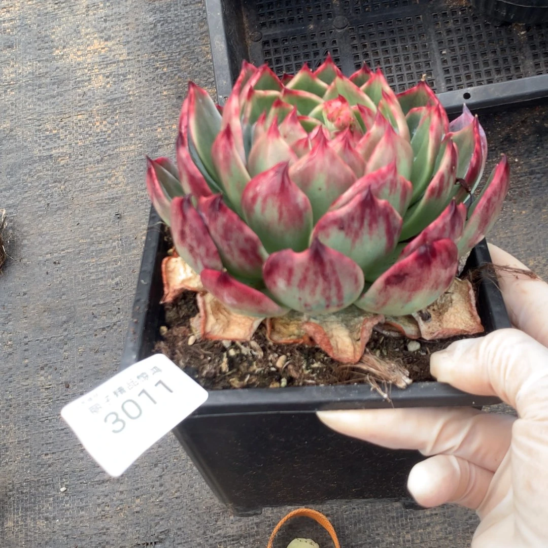 3011一物一拍12厘米