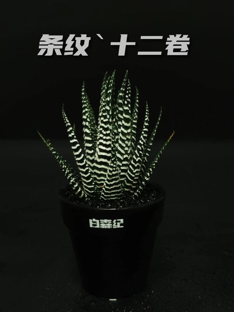 条纹十二卷多肉植物室内外盆栽防辐射净化空气绿植