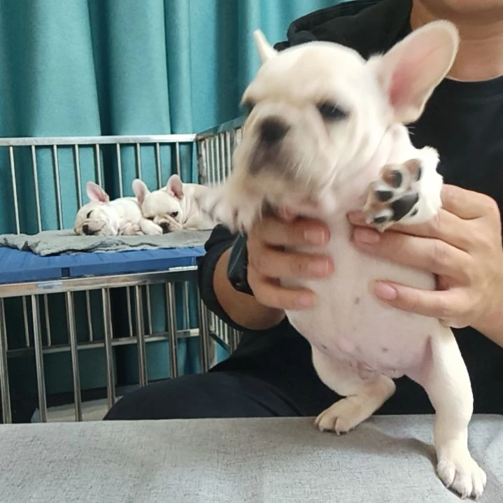 纯种超小体法斗宝宝