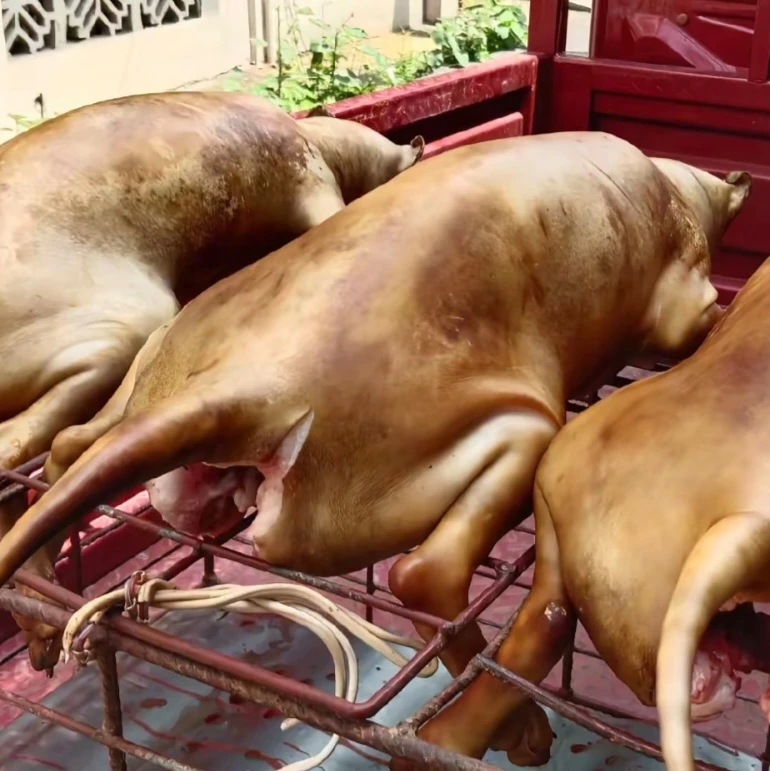 贵州土货稻草慢烧新鲜顺丰包邮带皮不打水