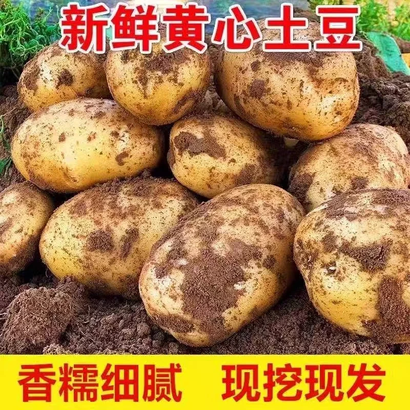 贵州黄心土豆黄皮土豆大个软糯洋芋马铃薯黄肉土豆黄心当季蔬菜