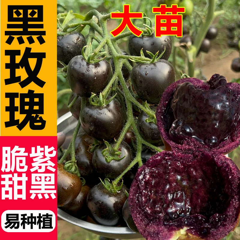 黑玫瑰番茄种苗种子圣女果西红柿苗子种籽种苗春季菜园蔬菜种孑