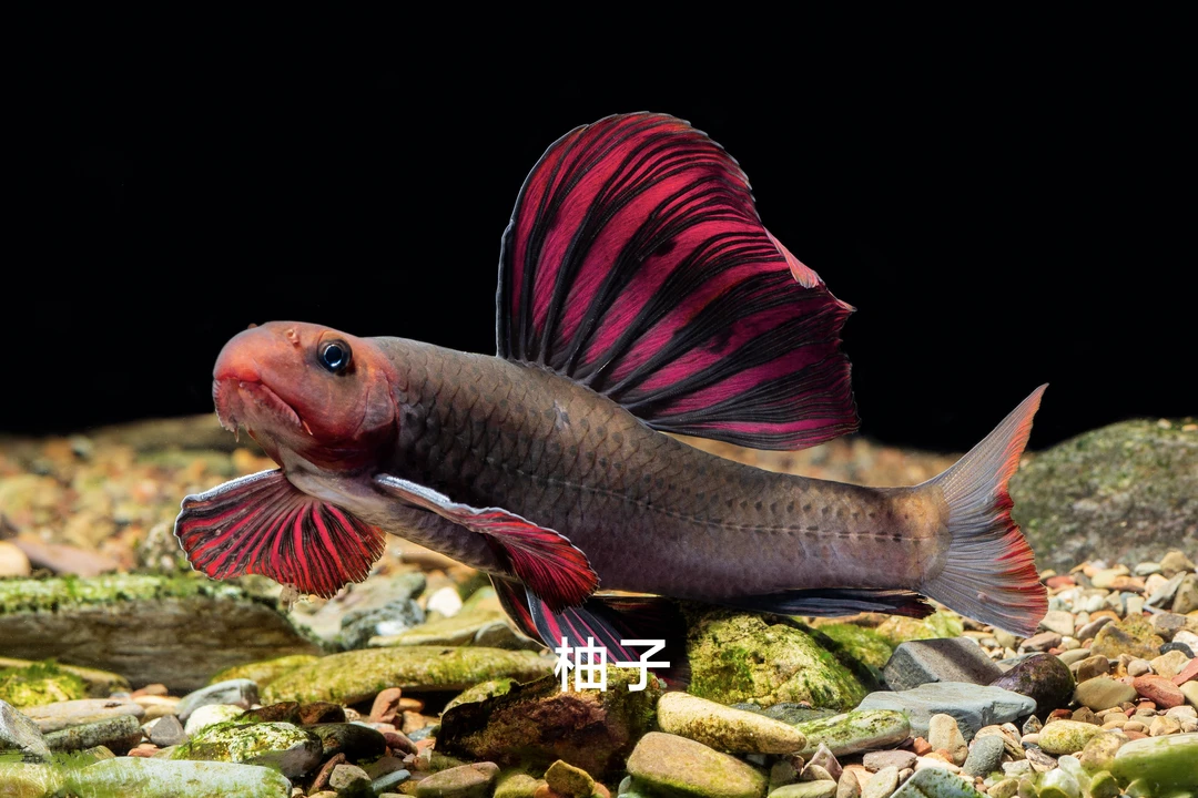 建德小镖鮈 原生鱼观赏鱼冷水观赏鱼 工具鱼 网红小镖鮈除藻