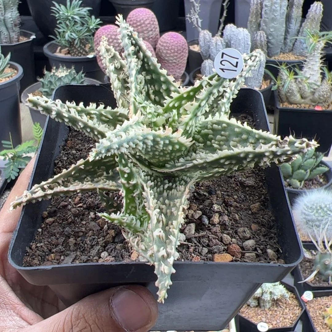 芦荟一物一拍默认脱土发