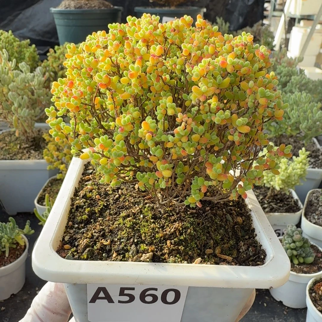 心***上A560精控蜜橘糖球一物一拍