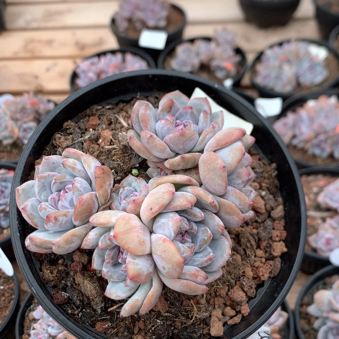 10.5厘米六头溏心石榴籽 4441