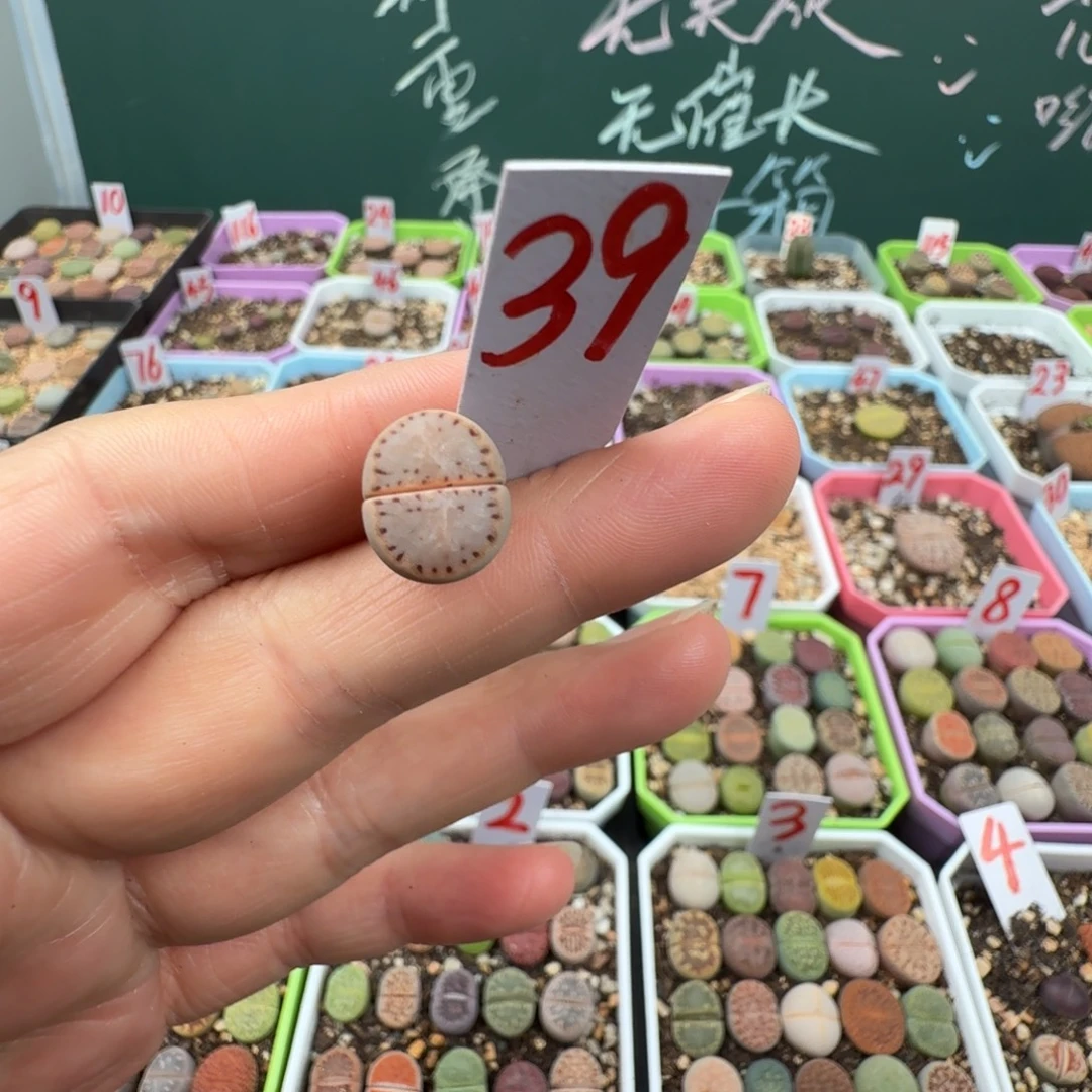 378蓝饼干脱土 39