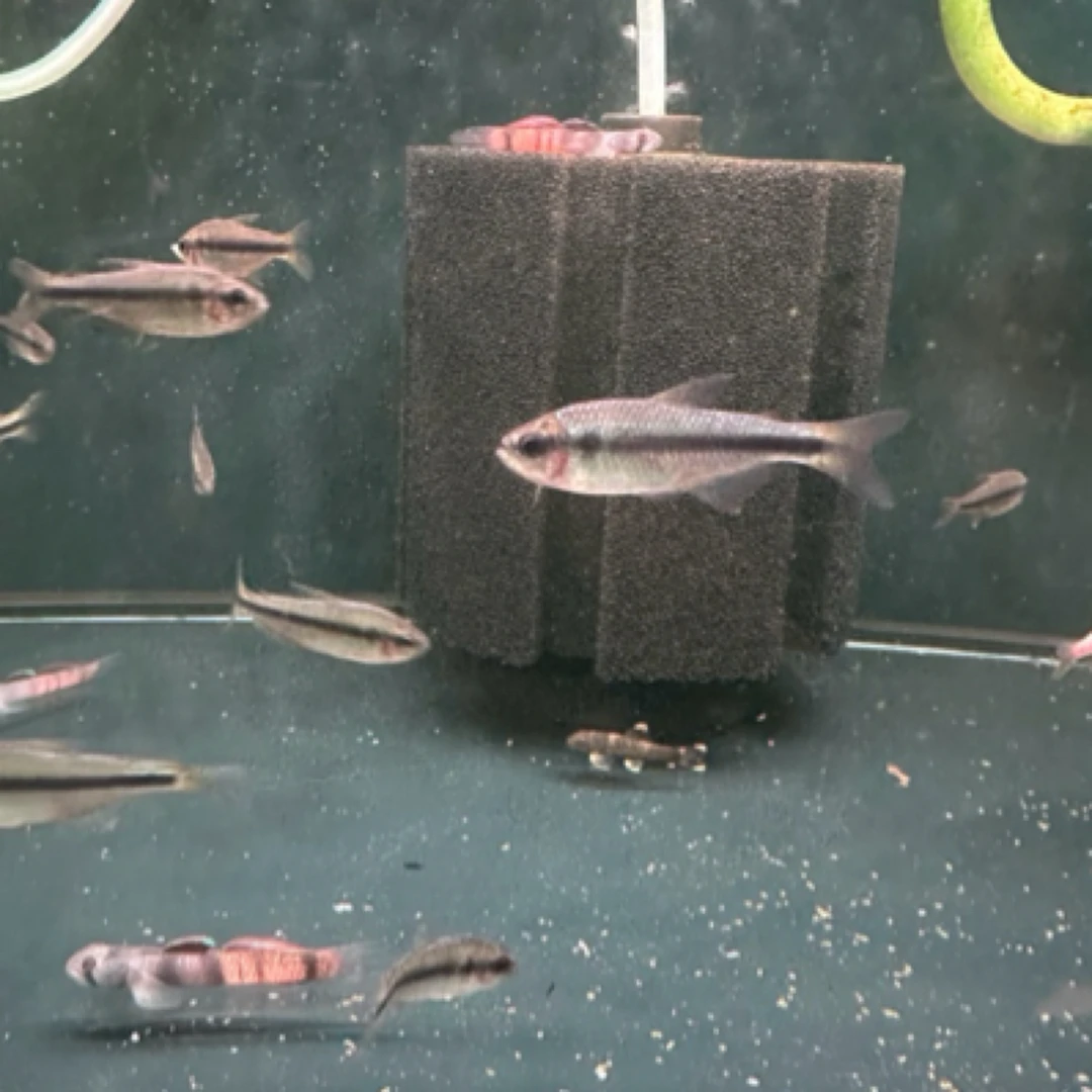 杏月可卡灯鱼，船长水族