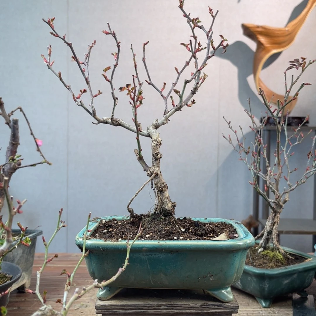 微月季盆景11111?*