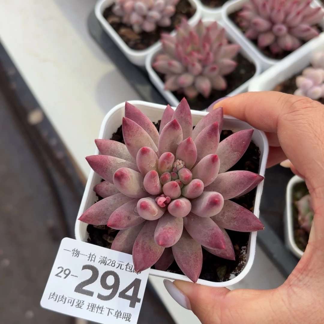 金鱼姬无盆土发货无