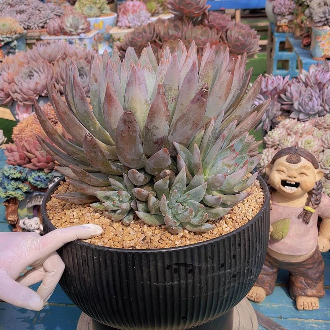 心**埃多肉圣徒尘埃姐带盆