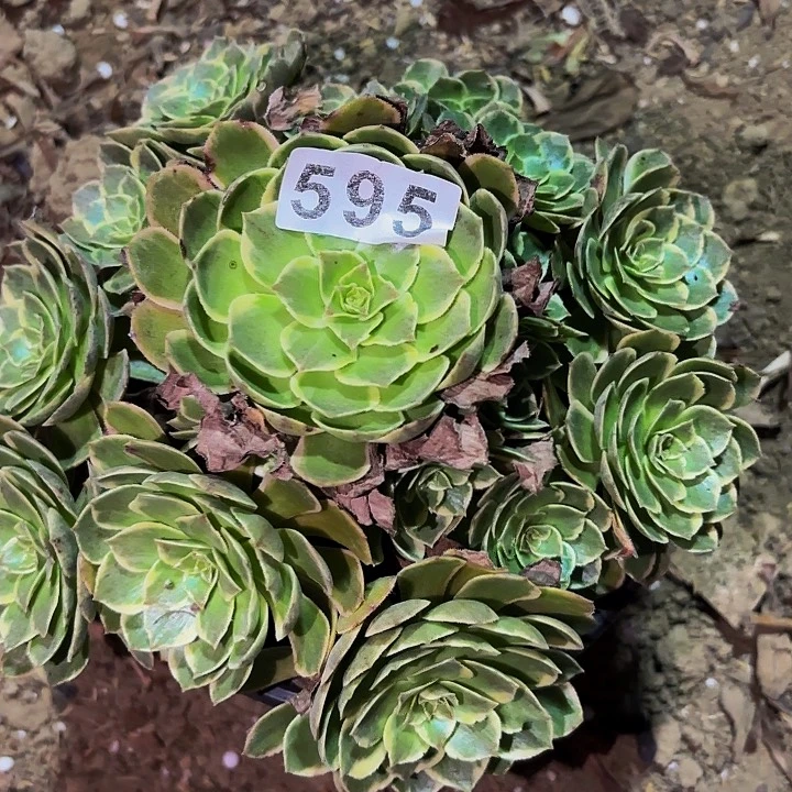 595粉花妖多肉植物不售后