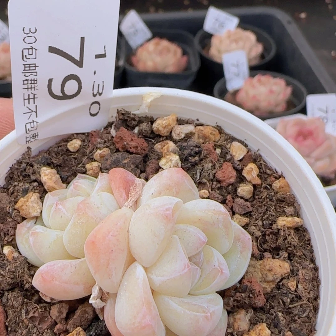 小脸冰玉一颗脱土发货