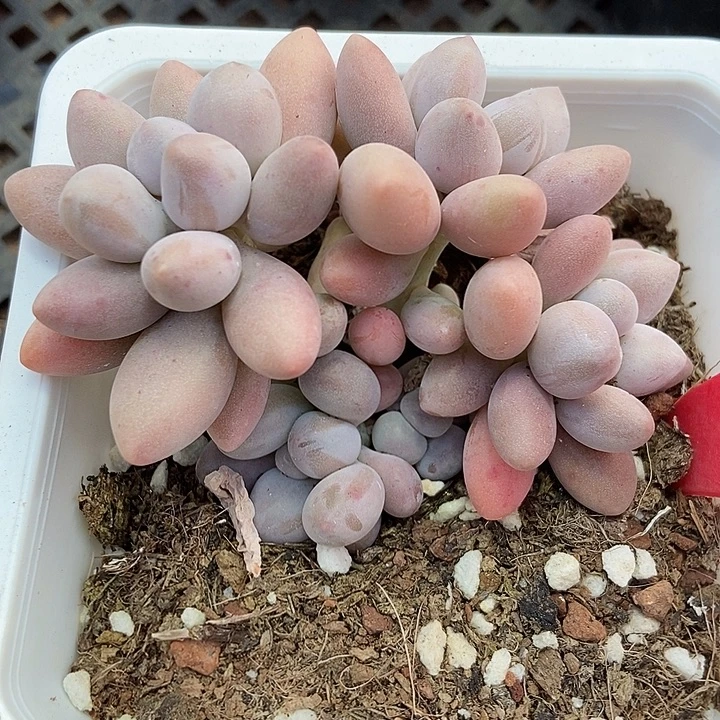 多肉酱粉色恋人815