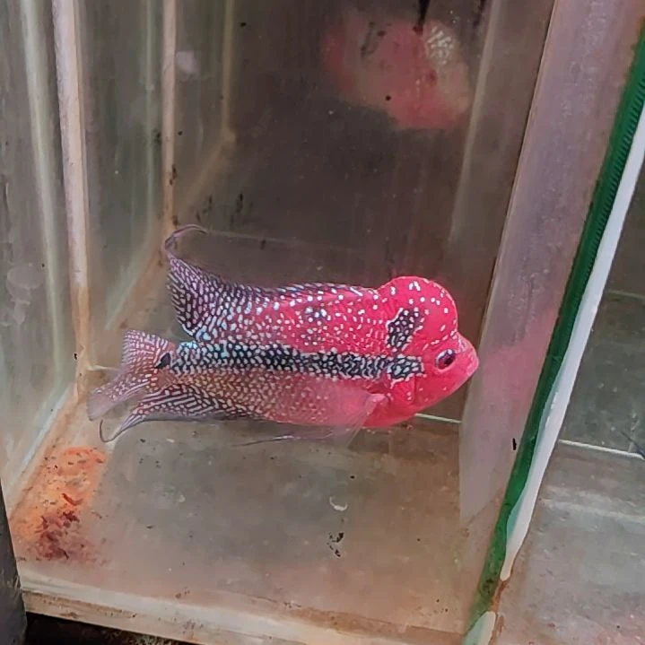 罗汉鱼22222222222
