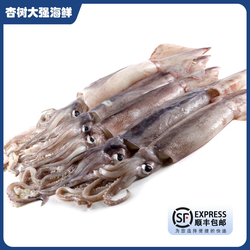 【冻】大连本地鱿鱼 （个别有咬痕 介意勿拍）口感弹嫩 顺丰发货