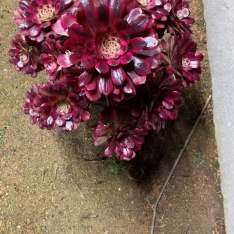 小***.多肉植物美姬锦。