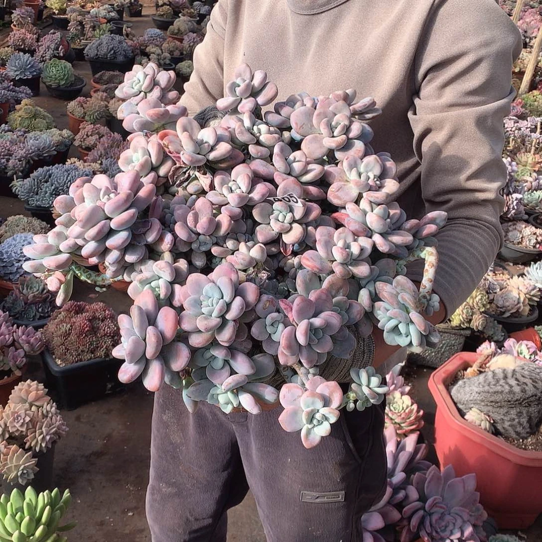 465洛神 一物一拍多肉