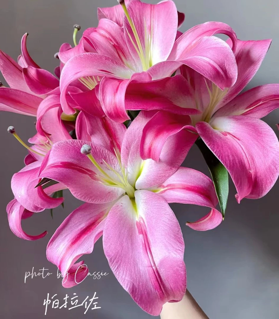 [小王]帕拉佐香水百合-任意两单发顺丰