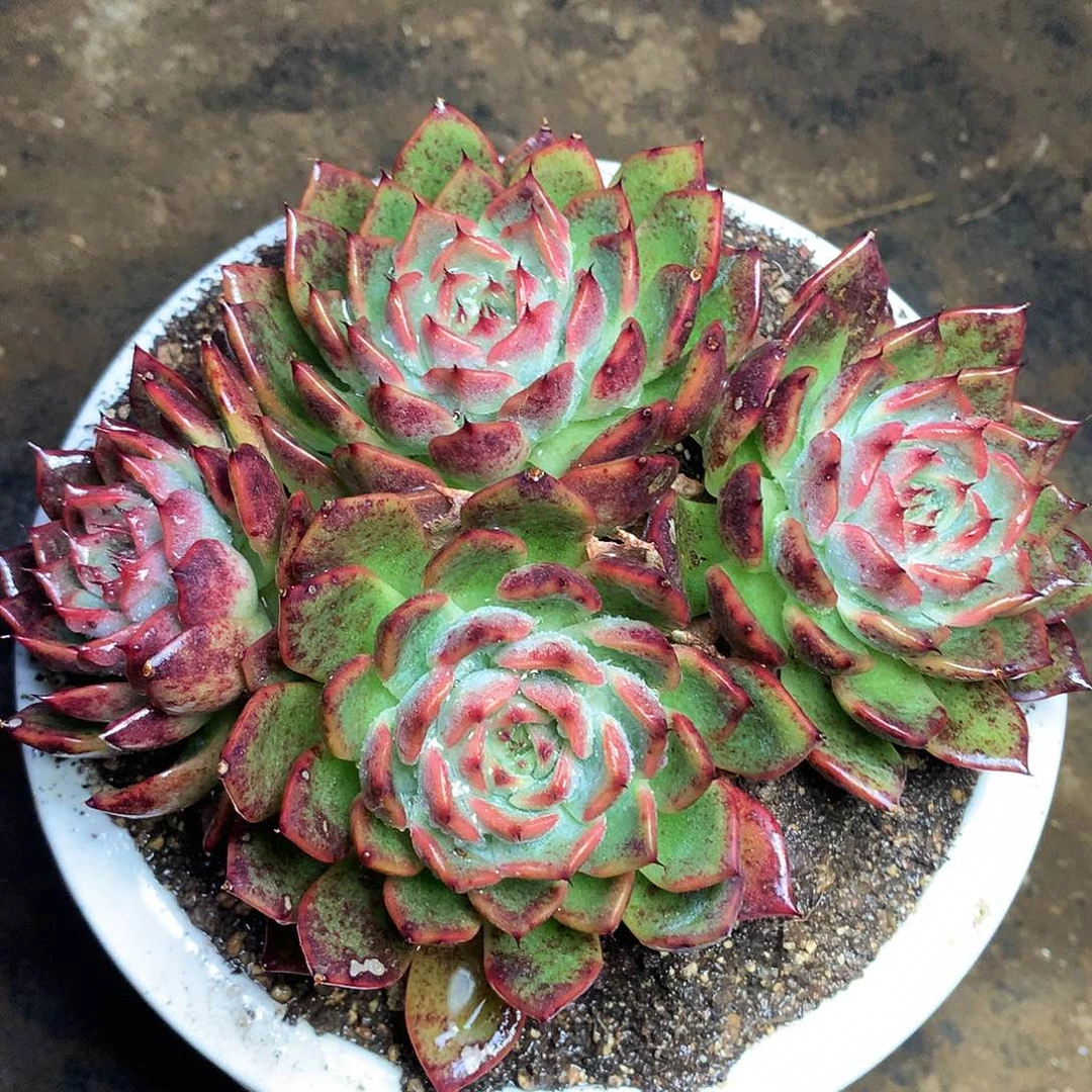 诺玛德一物一拍10-35