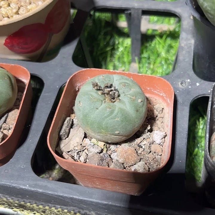 实生小鱼满25包邮