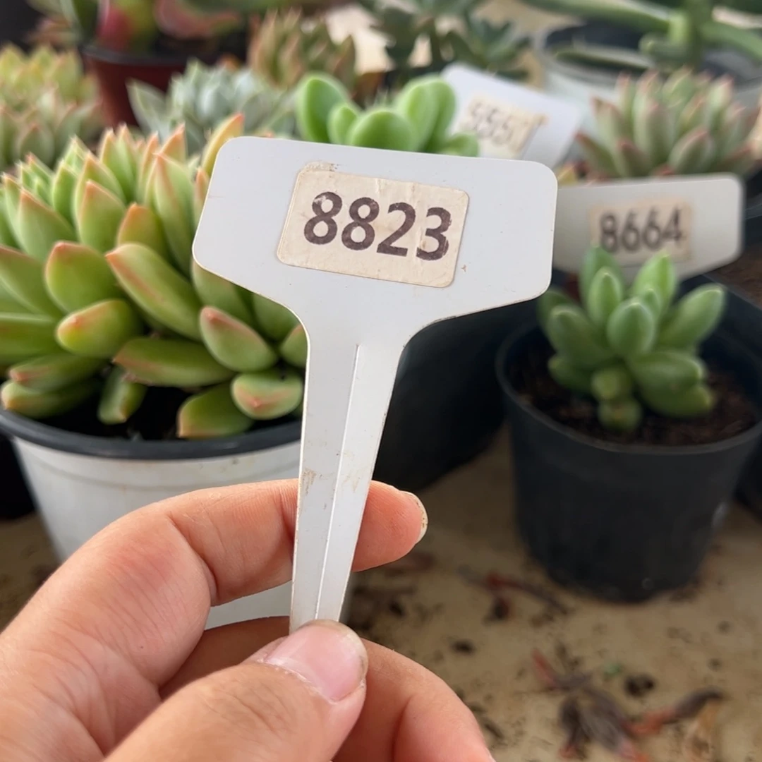 【闪购商品】旺**鱼8823。111111111