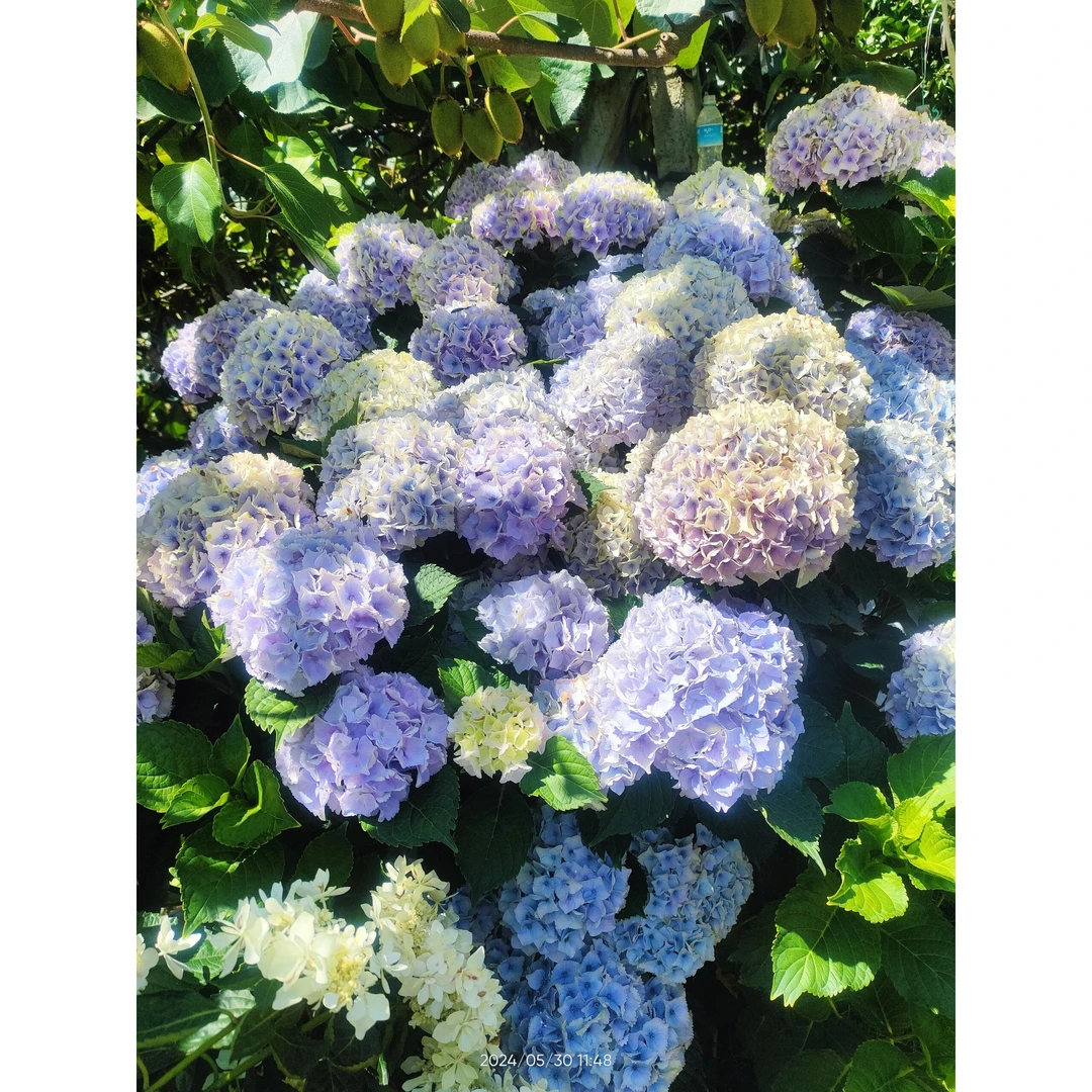 【 鲜花婵之语】魔幻海洋绣球 鲜切花