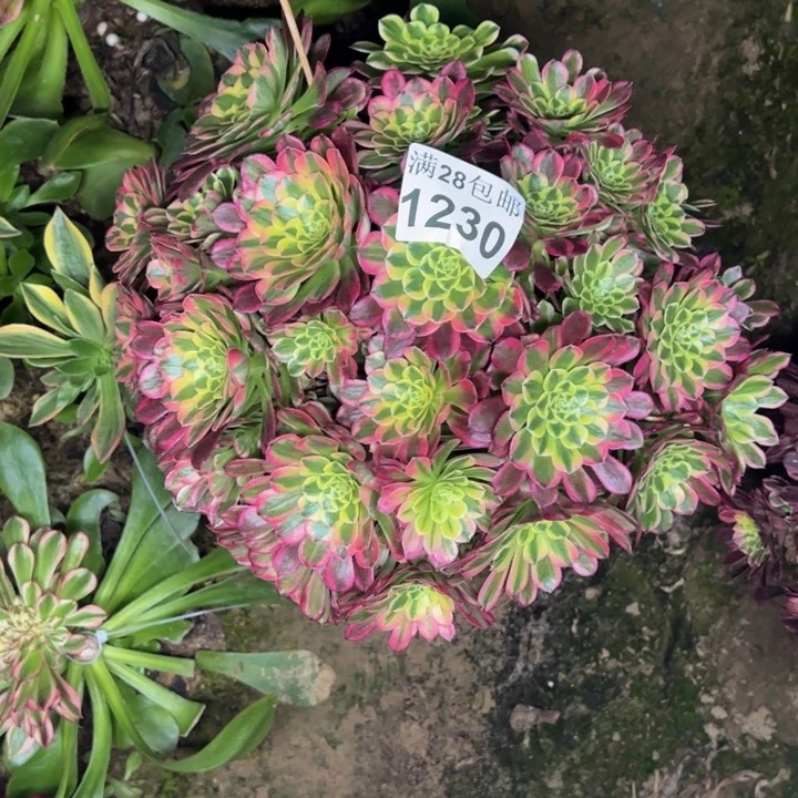 1230南朝霞多肉植物