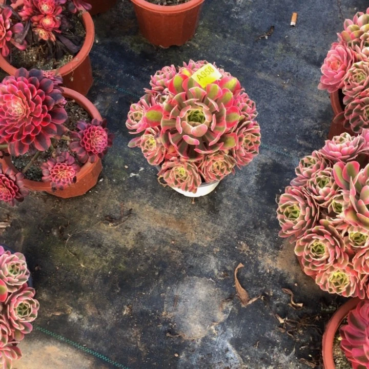 女巫多肉953000000000