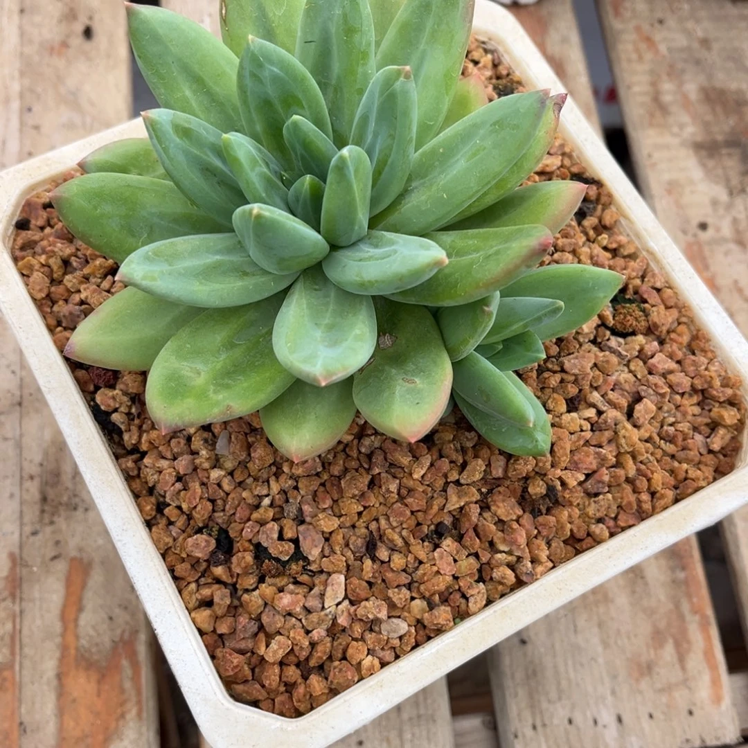 清***河多肉植物海洋之歌